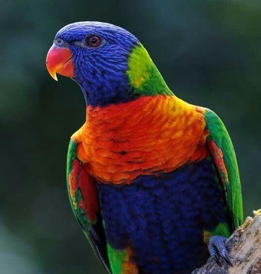 Luchi